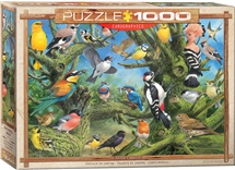 oiseaux